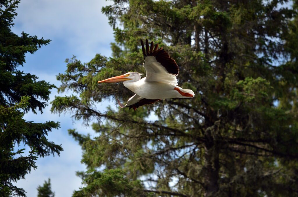 image of an american white pelican, waskesiu river trail, prince albert national park, saskatchewan