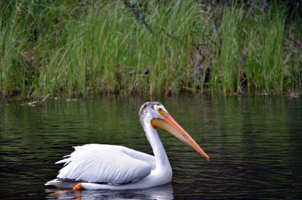 an image of an american white pelican, waskesiu river, waskesiu river trail, prince albert national park, saskatchewan