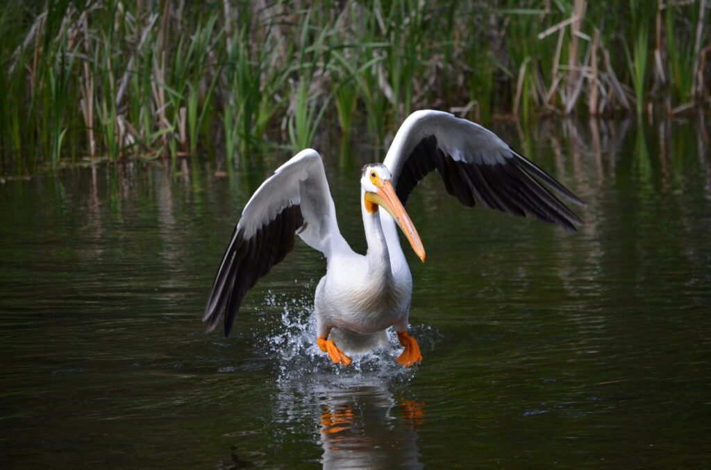 an image of an american white pelican, waskesiu river, waskesiu river trail, prince albert national park, saskatchewan