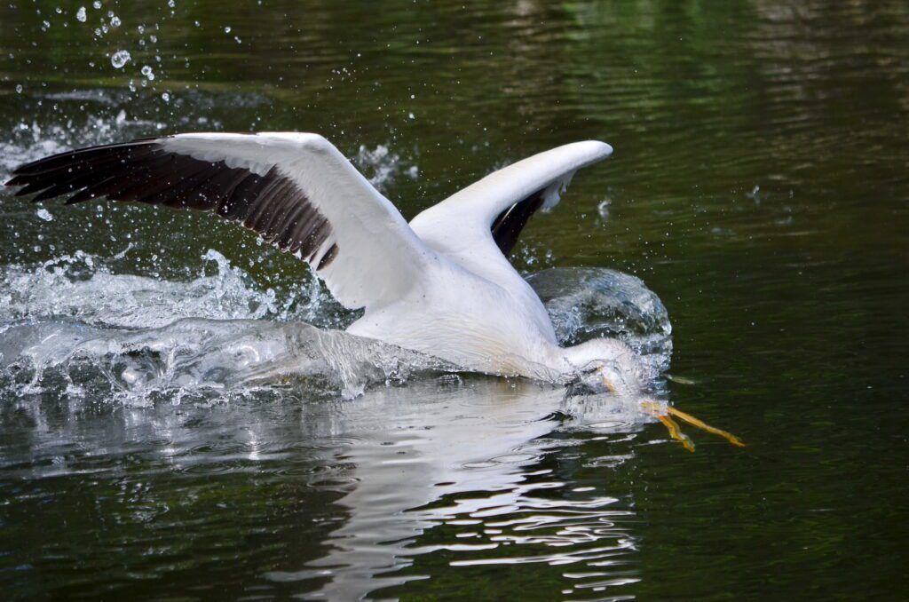 an image of an american white pelican, waskesiu river, waskesiu river trail, prince albert national park, saskatchewan