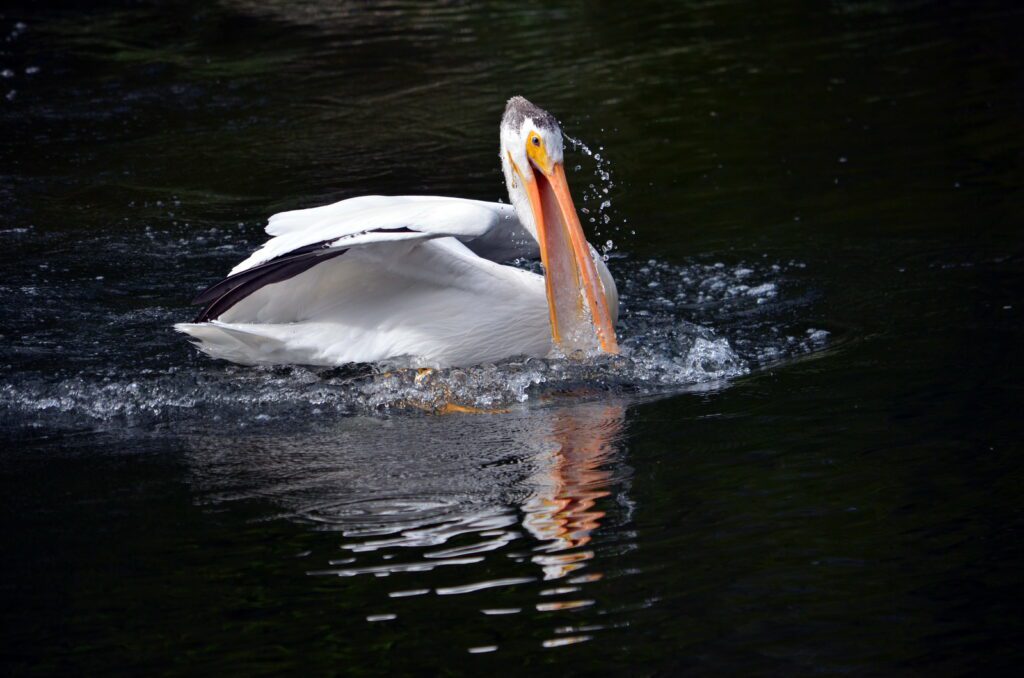 an image of an american white pelican, waskesiu river, waskesiu river trail, prince albert national park, saskatchewan
