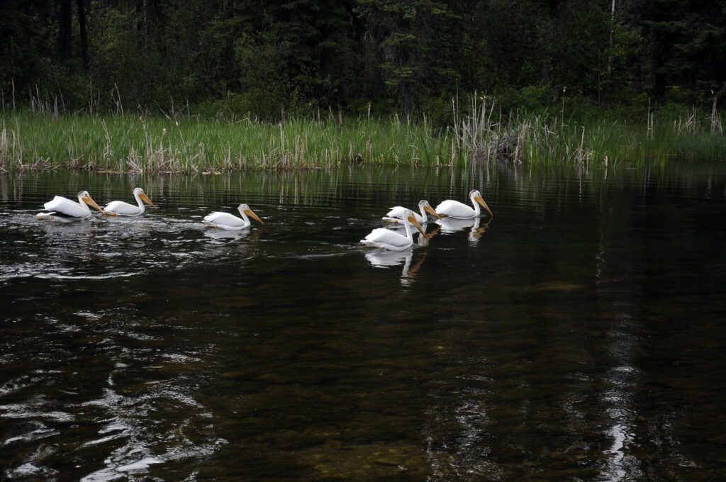 an image of american white pelicans, waskesiu river, waskesiu river trail, prince albert national park, saskatchewan