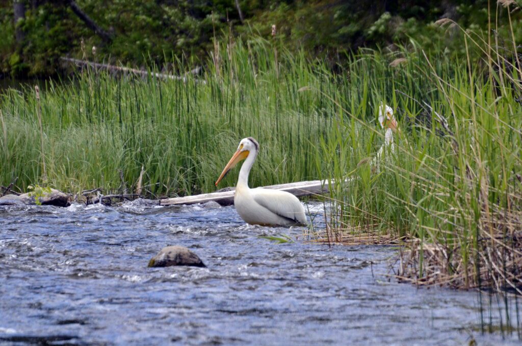 an image of american white pelicans, waskesiu river, waskesiu river trail, prince albert national park, saskatchewan