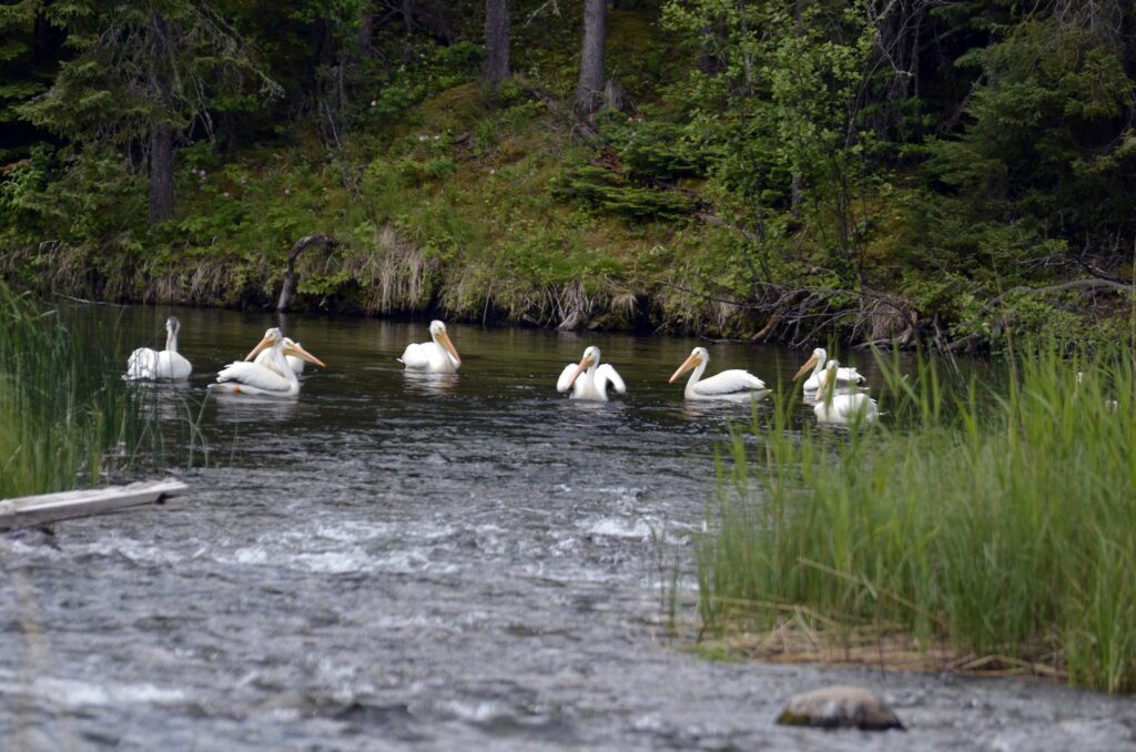 an image of american white pelicans, waskesiu river, waskesiu river trail, prince albert national park, saskatchewan