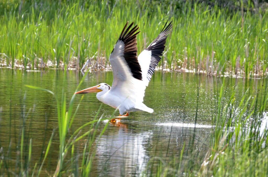 an image of an american white pelican, waskesiu river, waskesiu river trail, prince albert national park, saskatchewan