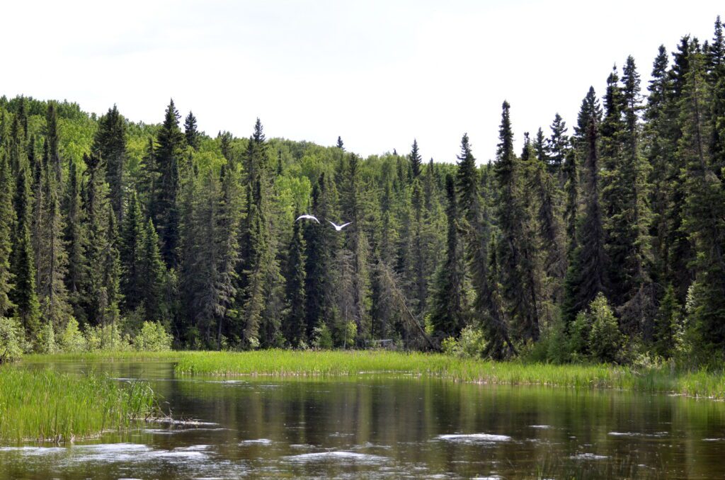 image of an american white pelican, waskesiu river trail, prince albert national park, saskatchewan