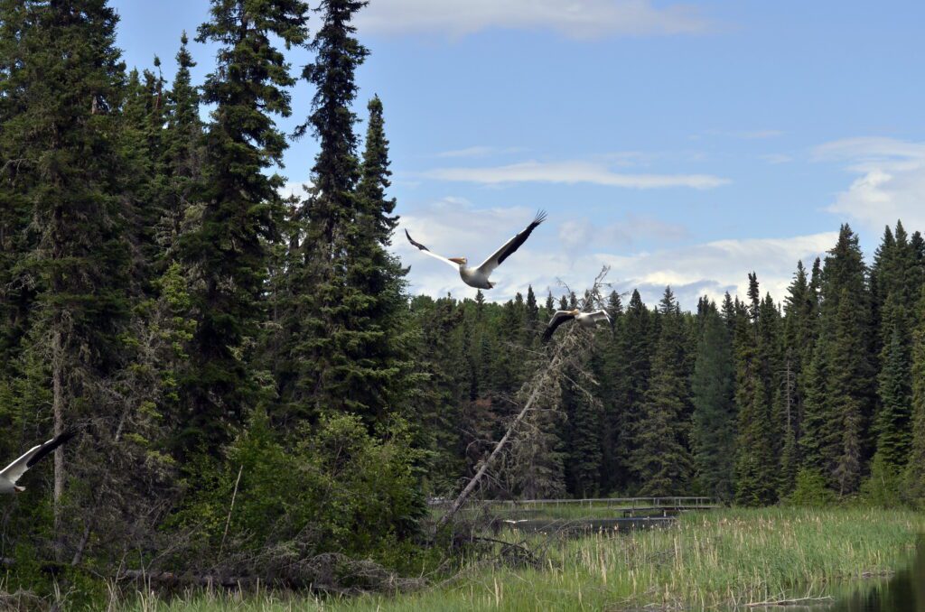 image of an american white pelican, waskesiu river trail, prince albert national park, saskatchewan