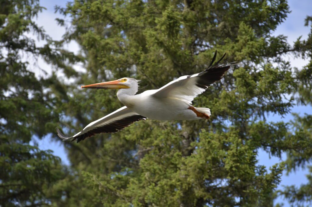 image of an american white pelican, waskesiu river trail, prince albert national park, saskatchewan