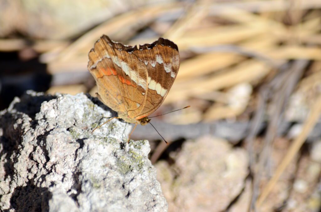 image of a banded peacock butterfly, hornillas volcanic activity centre, costa rica