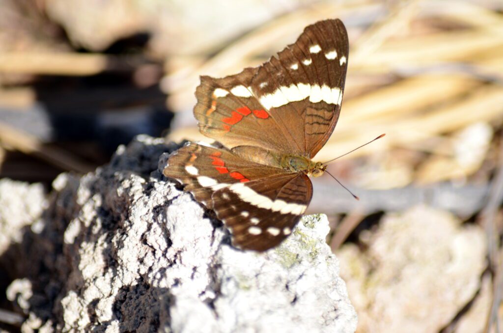 image of a banded peacock butterfly, hornillas volcanic activity centre, costa rica