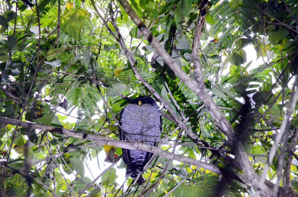 image of a black-and-white owl, bogarin trail, la fortuna, costa rica