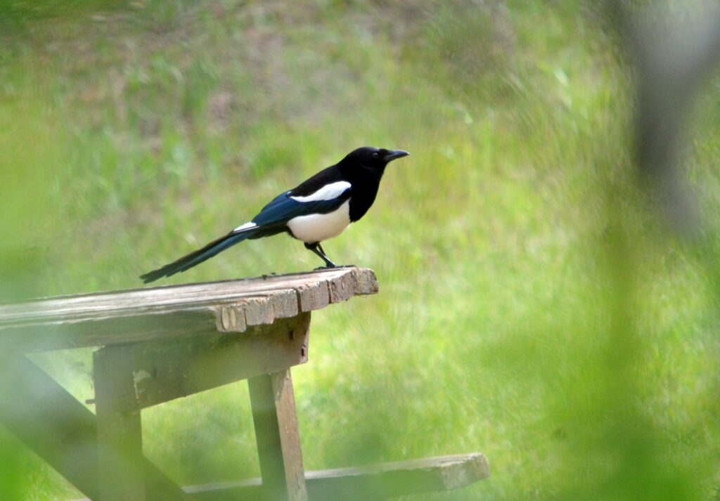 image of a black-billed magpie, wellington park, watrous, saskatchewan 
