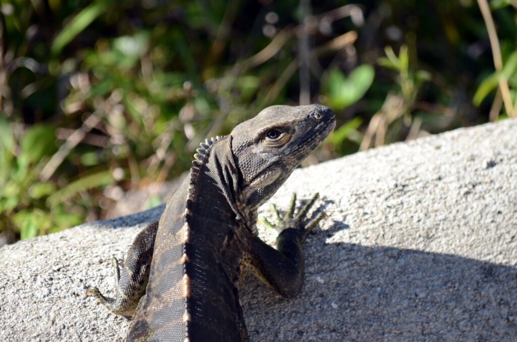 image of a black ctenosaur iguana, hornillas volcanic activity centre, costa rica