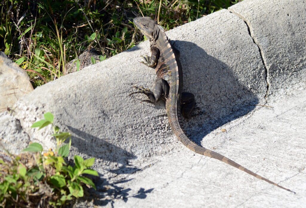 image of a ctenosaur, black iguana, hornillas volcanic activity centre, costa rica