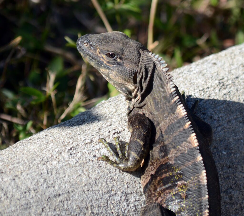image of a black iguana, hornillas volcanic activity centre, costa rica