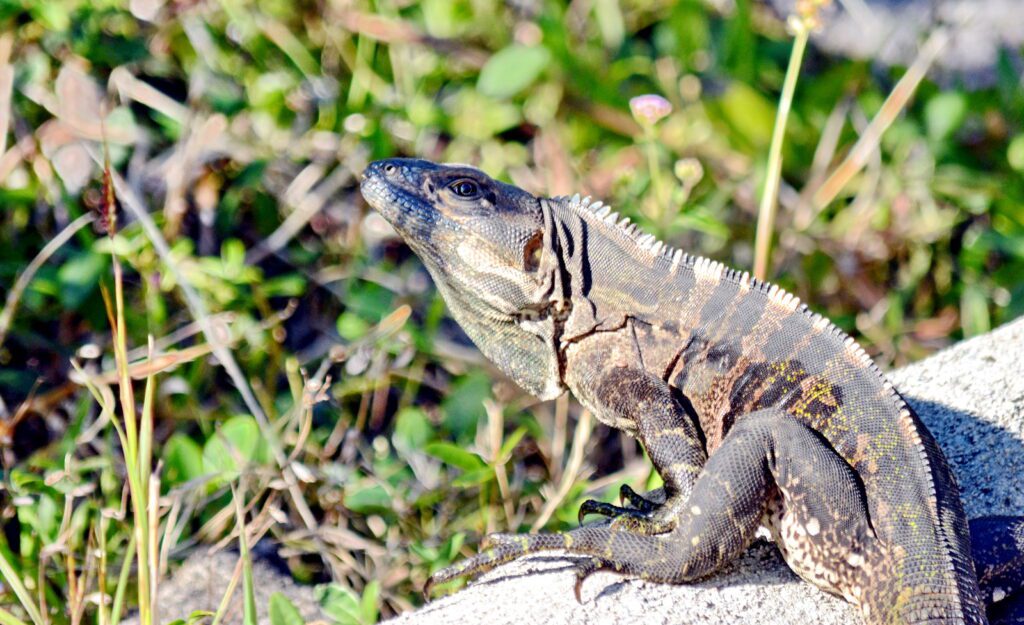 The long, heavy tail of this lizard is covered in whorls of intimidating spines, and its feet are equipped with sharp claws