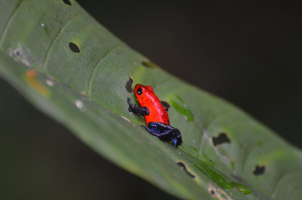 image of a strawberry poison-dart frog, a blue-jeans frog, bogarin trail, la fortuna, costa rica