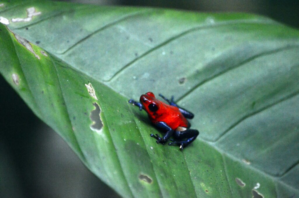 image of a strawberry poison-dart frog or blue-jeans frog, bogarin trail, la fortuna, costa rica