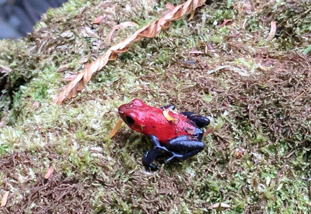 image of a strawberry poison-dart frog, a blue-jeans frog, bogarin trail, la fortuna, costa rica