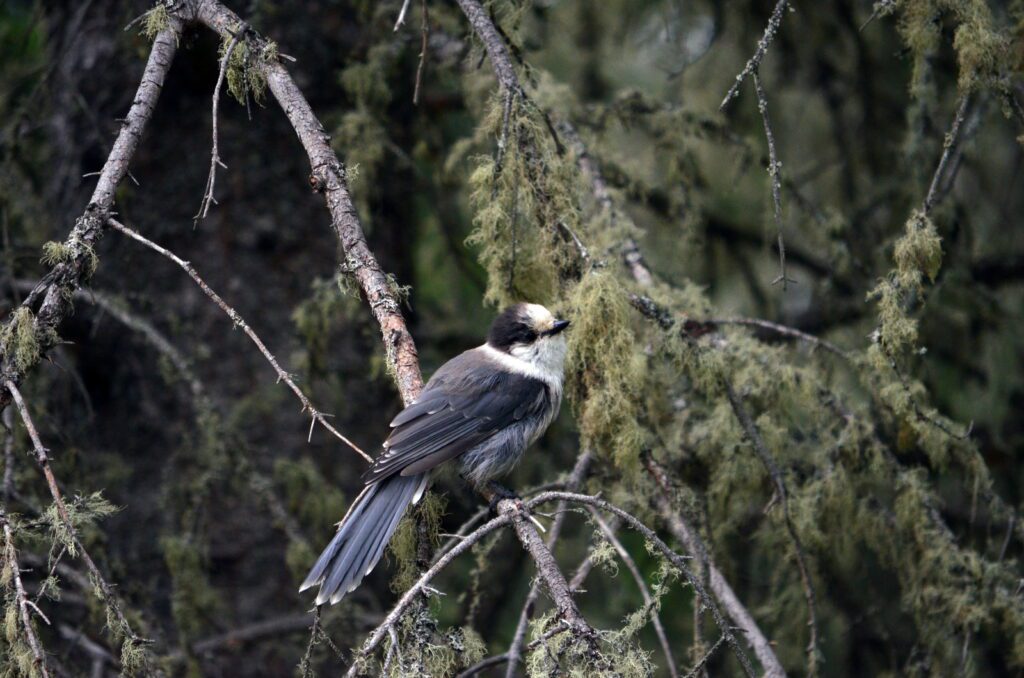 an image of a canada jay, waskesiu river trail, prince albert national park, saskatchewan