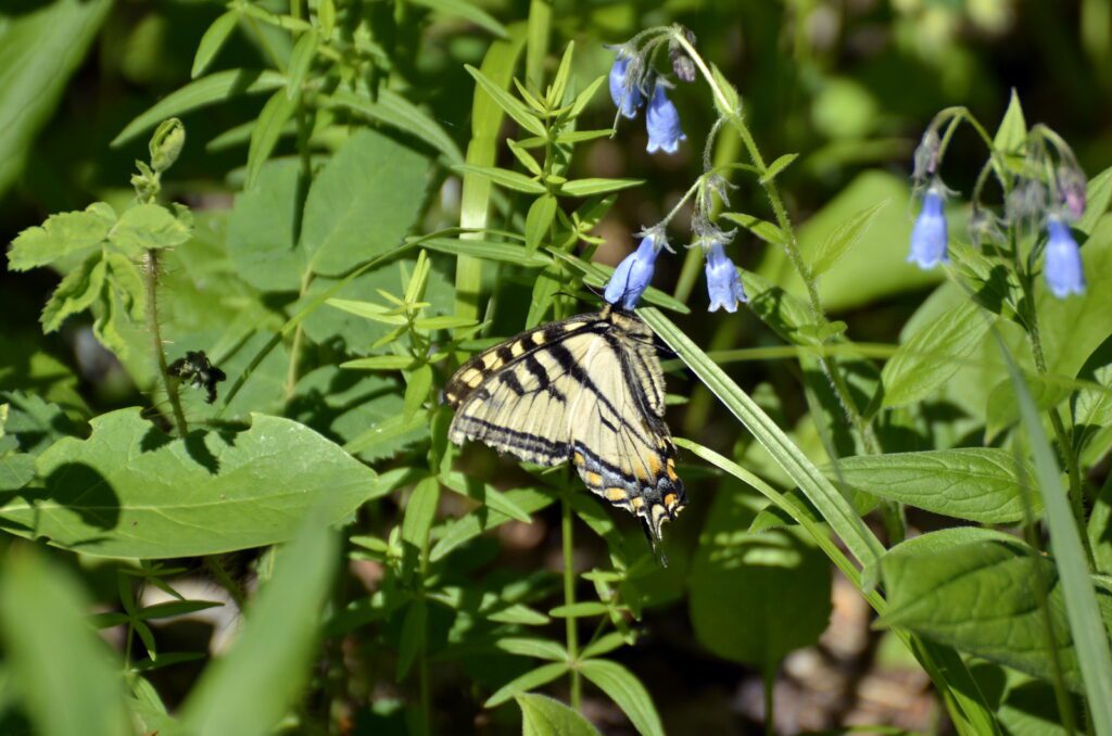 image of canadian tiger swallowtail butterfly on northern bluebells, waskesiu river trail, prince albert national park, saskatchewan