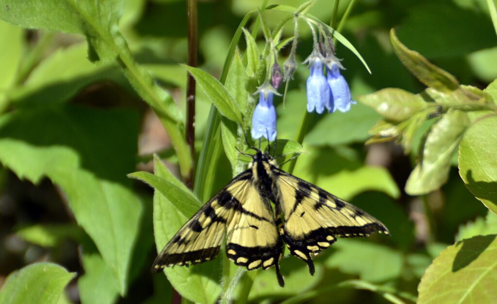 image of canadian tiger swallowtail butterfly on northern bluebells, waskesiu river trail, prince albert national park, saskatchewan