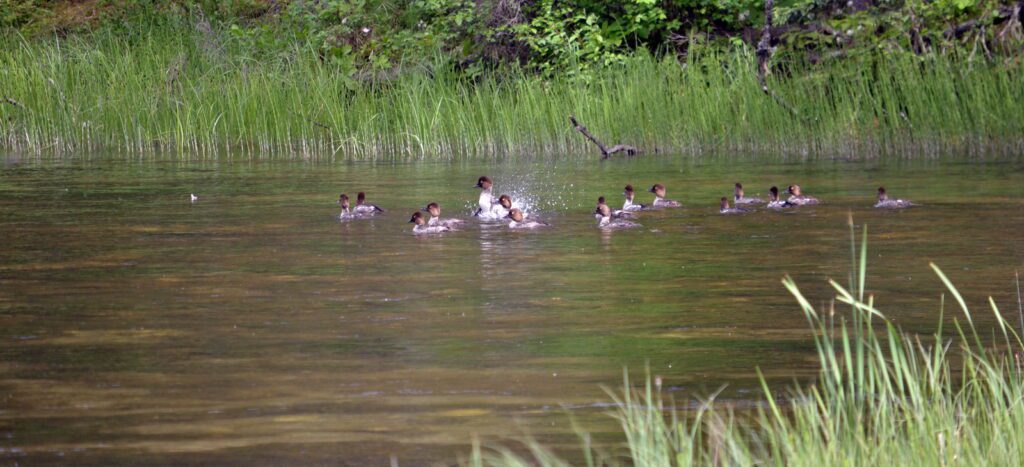image of common goldeneye ducks, waskesiu river trail, prince albert national park, saskatchewan