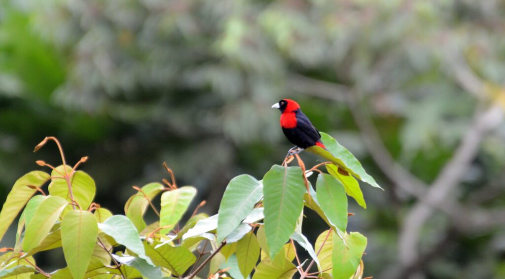 image of a crimson-collared tanager, bogarin trail, la fortuna, costa rica