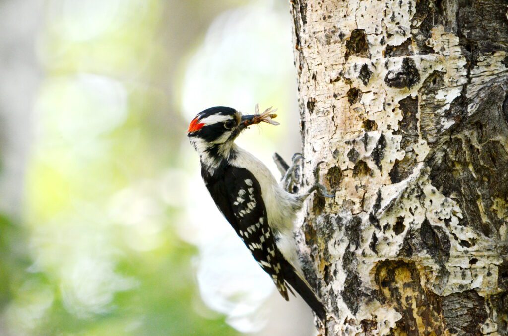 image of a downy woodpecker, wellington park, watrous, saskatchewan 