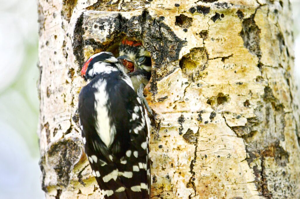 image of a downy woodpecker feeding its baby, wellington park, watrous, saskatchewan 