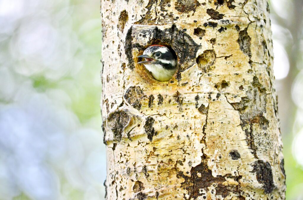 image of a downy woodpecker in a nest hole, wellington park, watrous, saskatchewan