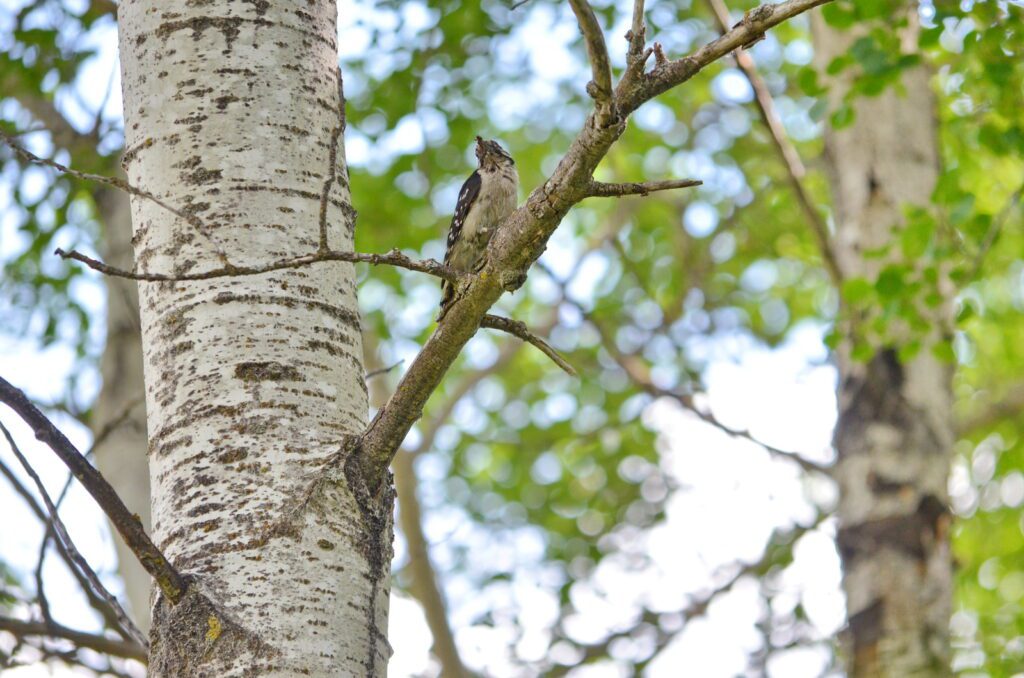 image of a downy woodpecker, wellington park, watrous, saskatchewan 