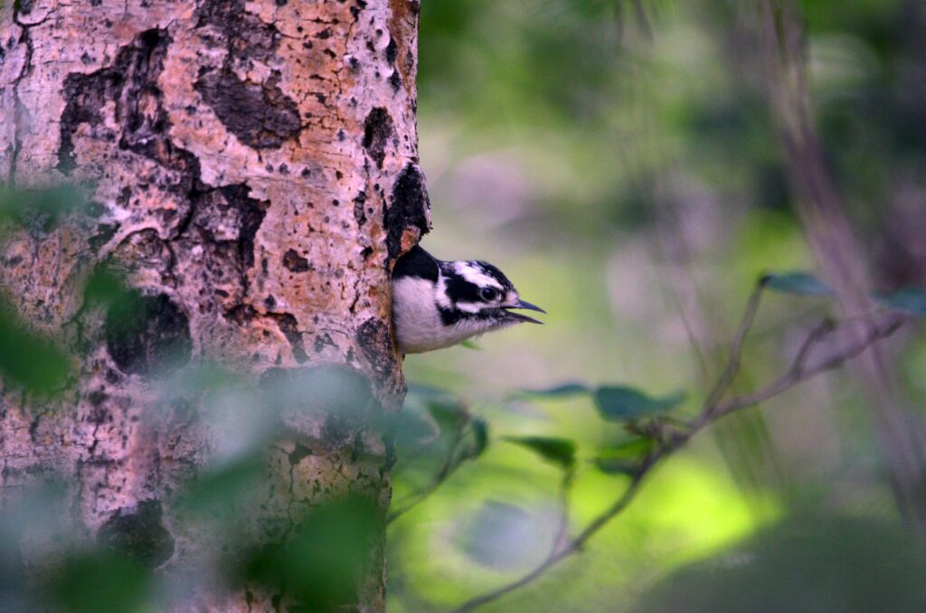 image of a downy woodpecker in its nest hole, wellington park, watrous, saskatchewan 
