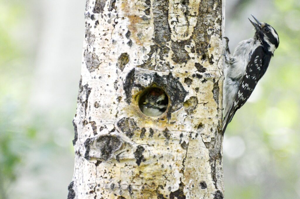 image of downy woodpecker and baby, wellington park, watrous, saskatchewan 