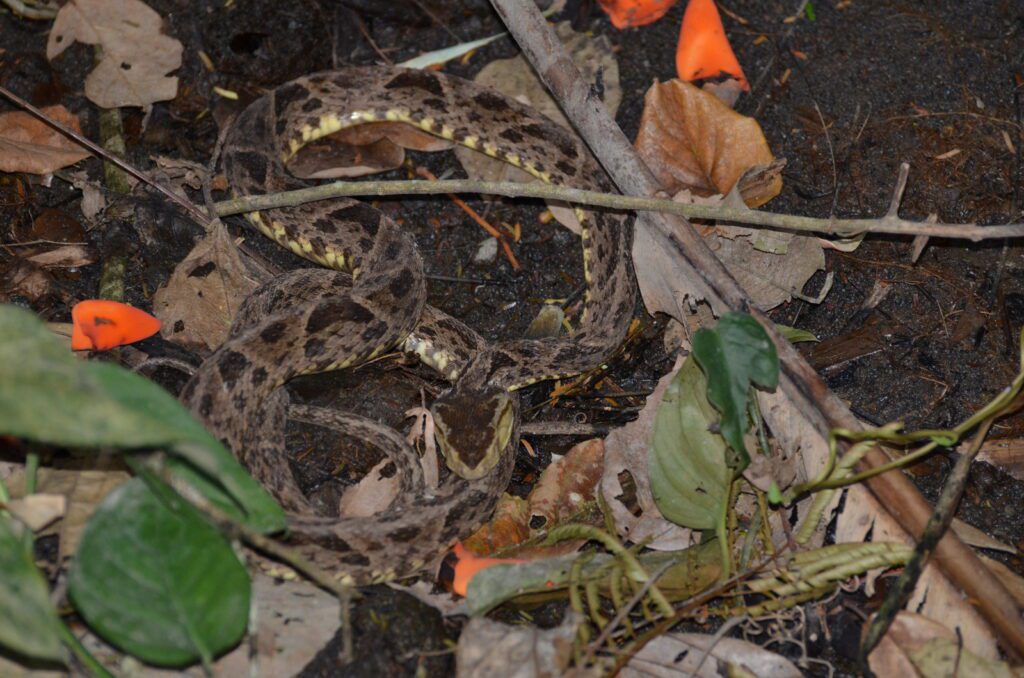 image of a fer-de-lance snake, bogarin trail, la fortuna, costa rica