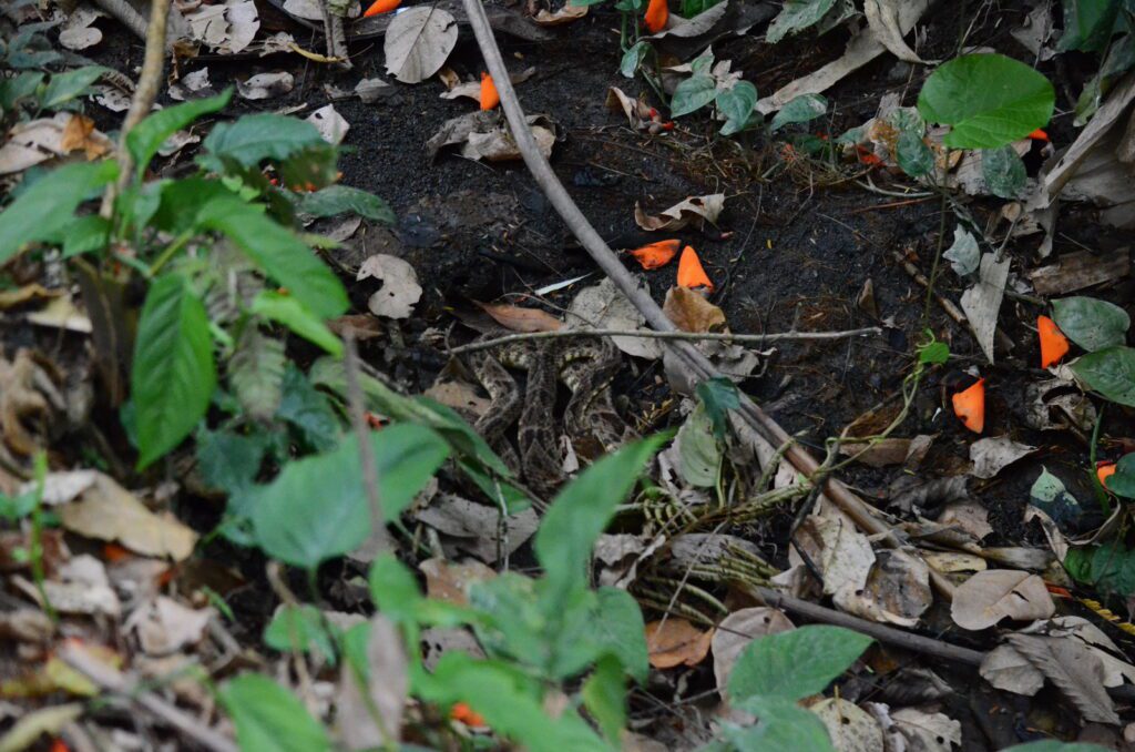 image of a fer-de-lance snake, bogarin trail, la fortuna, costa rica
