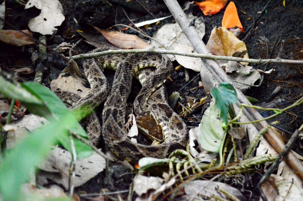 image of a fer-de-lance snake, bogarin trail, la fortuna, costa rica