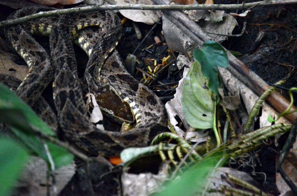 image of a fer-de-lance pit viper, bogarin trail, la fortuna, costa rica