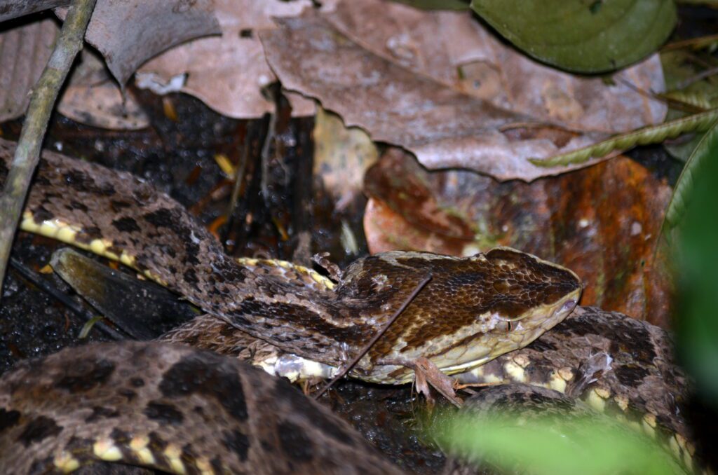 image of a fer-de-lance pit viper, bogarin trail, la fortuna, costa rica
