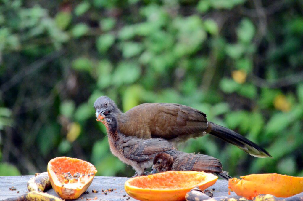 image of gray-headed chachalaca feeding its baby, bogarin trail, la fortuna, costa rica