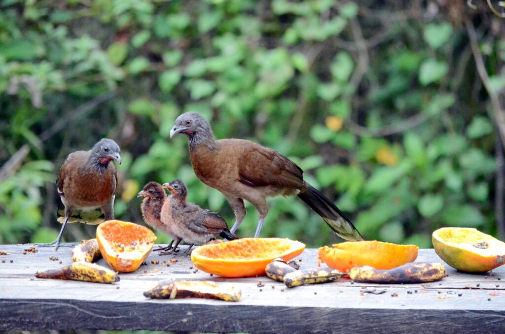 image of gray-headed chachalacas, bogarin trail, la fortuna, costa rica