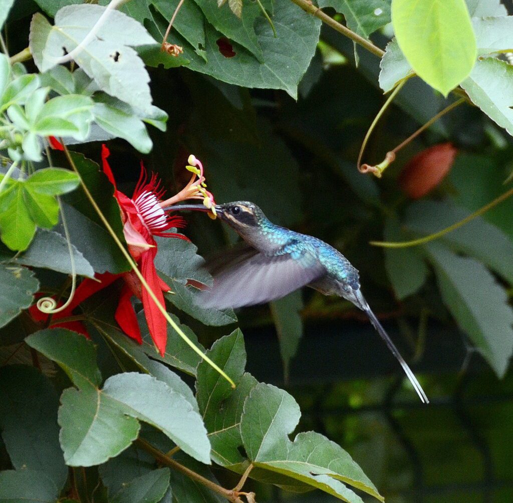 image of a green hermit hummingbird at passiflora vitafolia, la fortuna waterfall, la fortuna, costa rica