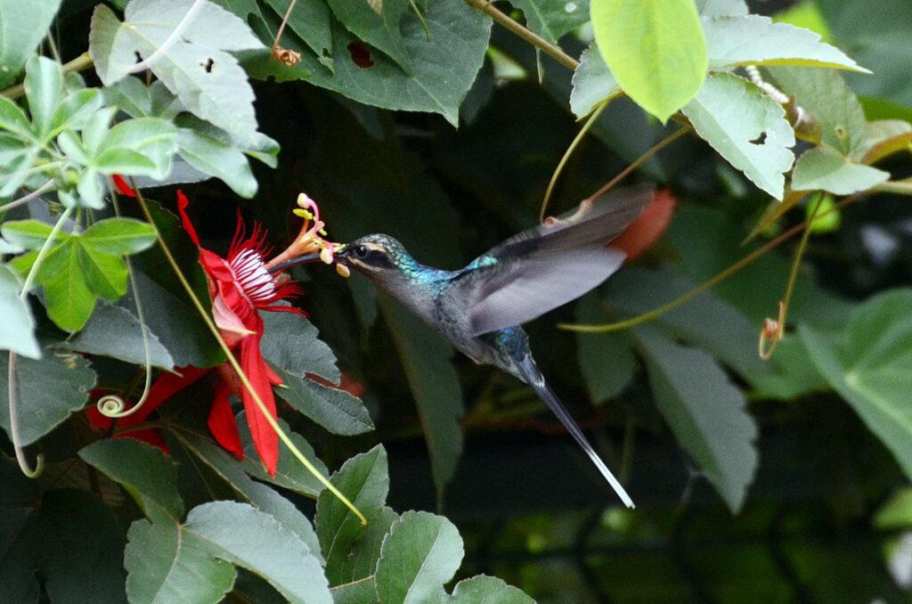 image of a green hermit hummingbird, la fortuna waterfall, la fortuna, costa rica