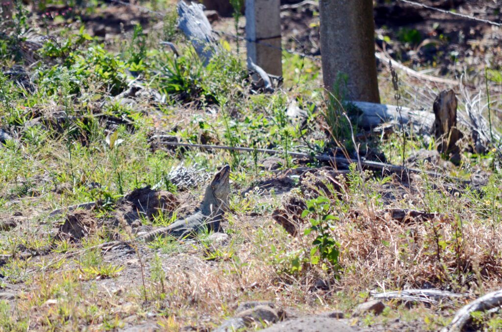 image of a green iguana, guanacaste, costa rica 