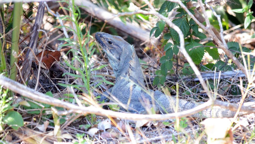 image of a ctenosaur or black iguana, guanacaste, miravalles volcano, costa rica 