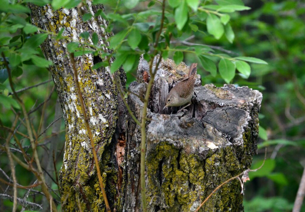 image of a house wren at a nest hole, wellington park, watrous, saskatchewan 