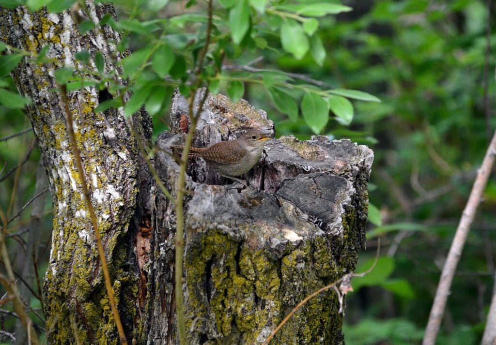 image of a house wren, wellington park, watrous, saskatchewan 