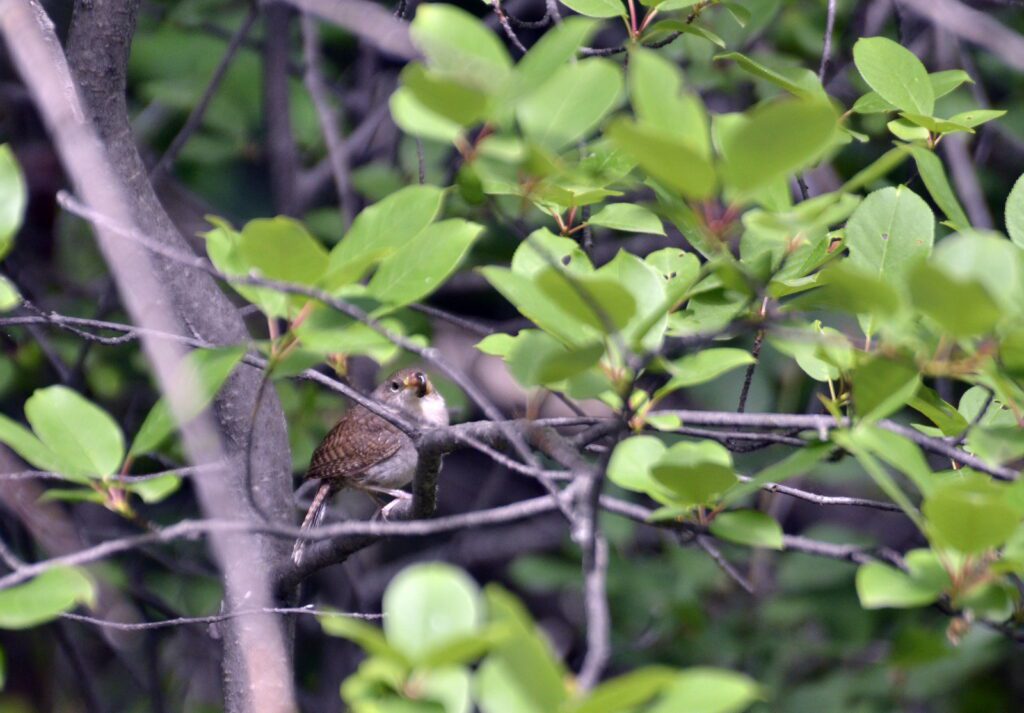 image of a house wren carrying a grub, wellington park, watrous, saskatchewan 