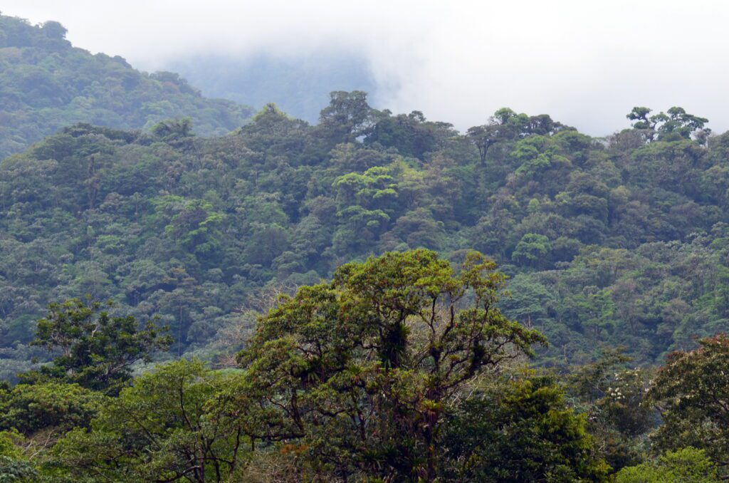 image of the rainforest around la fortuna waterfall, la fortuna, costa rica