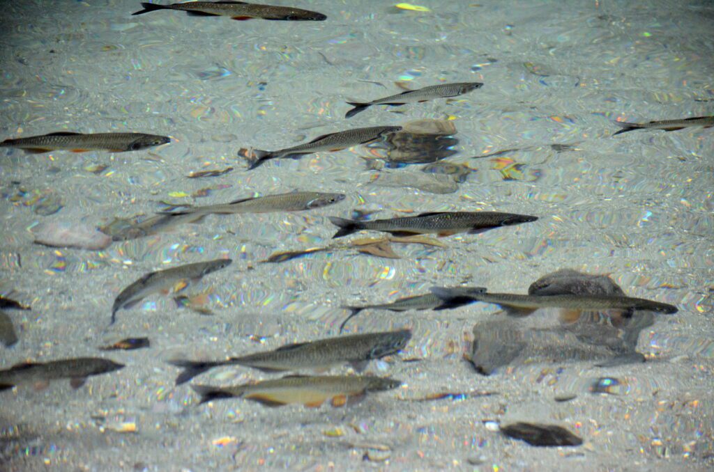 image of fish in la fortuna river, la fortuna waterfall, costa rica